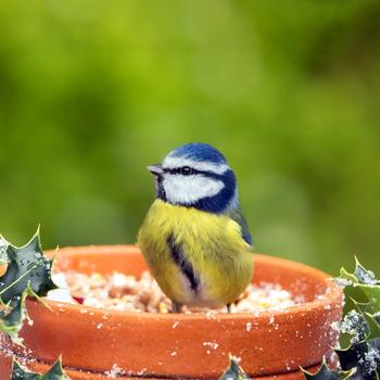 Eurasian blue tit Bird Animals United Kingdom ..