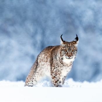 Eurasian lynx Snow Animals World Bing 4K