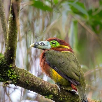 Aracari Poca tropical forest Rio de Janeiro Bi..