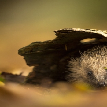 Autumn Sea Hedgehog Sussex UK Bing 4K