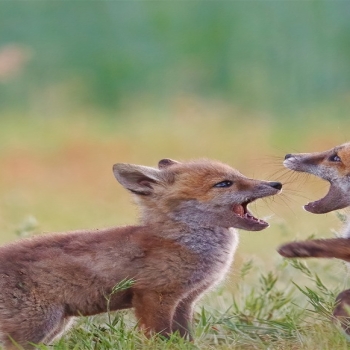 Fox cubs Germany Meadow Grassland Bing 4K