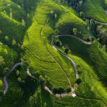 Edinburgh Tea Estate Nuwara Eliya Sri Lanka Bi..