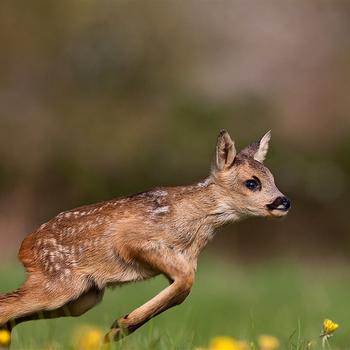 Roe Deer Fawn Grass Normandy France Bing 4K