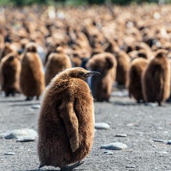 Brown Penguin South Sandwich Island Antarctica..