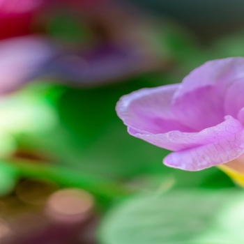 Purple Morning Glory 2022 Spring Plant 5K Phot.. Purple_Morn