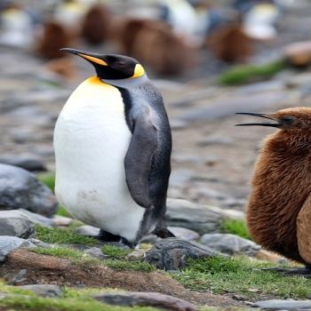 Emperor Penguin Brown Penguin 2022 Antarctic 5..