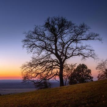 Hillside Dusk Sunset Single tree Kuczynia Slov