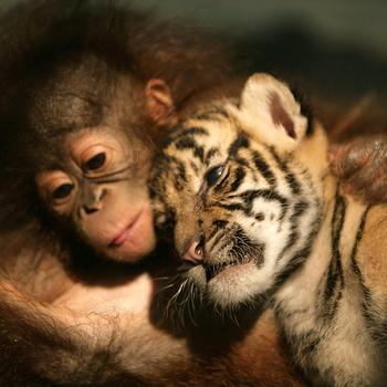 Brown and Black Tiger Cub Full HD
