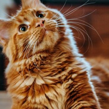 Orange Maine Coon
