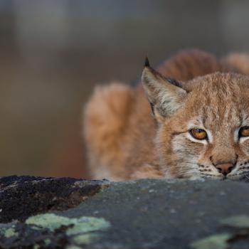Cougar