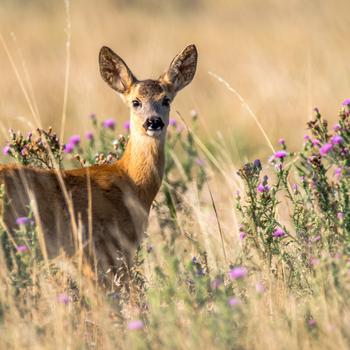 Brown Deer on Green Grass Field During Daytime Full HD