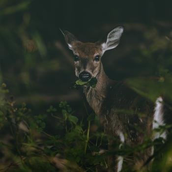 Brown Deer on Green Grass During Daytime Full HD