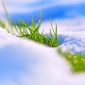 Green Grass on White Snow Full HD