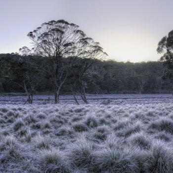 Green Grass Field Near Trees During Daytime Full HD