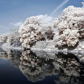 White Cherry Blossom Near Body of Water During Daytime Full