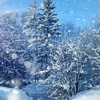 Snow Covered Trees Under Blue Sky During Daytime Full HD