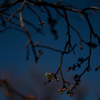 Brown Leaves on Tree Branch Full HD