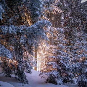 Nature Full HD