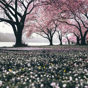 Cherry Blossom
