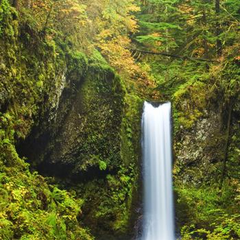 Waterfalls in The Middle of The Forest Full HD
