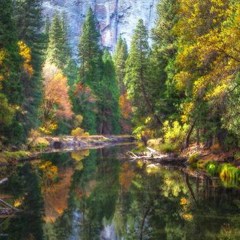 Green Trees Beside River During Daytime Full HD
