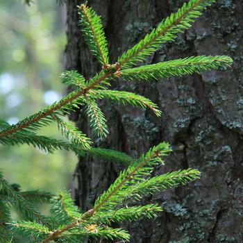 Green Pine Tree Branch in Close up Photography Full HD