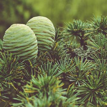 Green Plant in Close up Photography Full HD