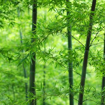Green Bamboo Tree During Daytime Full HD