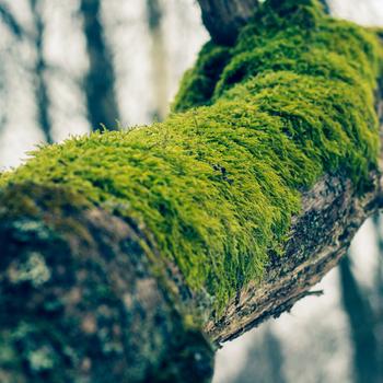 Green Moss on Brown Tree Trunk Full HD