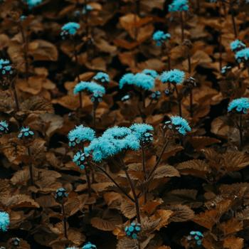 Blue Flowers on Brown Leaves Full HD