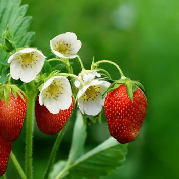 Red Strawberries in Tilt Shift Lens Full HD