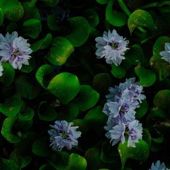 Common Water Hyacinth