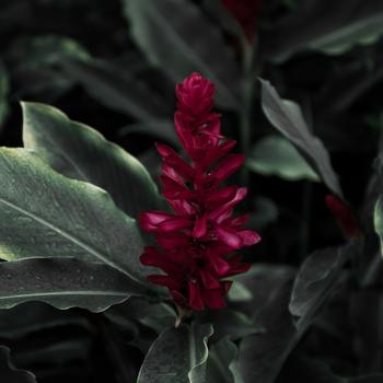 Red Flower in Green Leaves Full HD