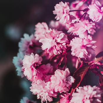 Pink and White Flowers in Tilt Shift Lens Full HD