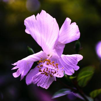 Purple Flower in Tilt Shift Lens Full HD