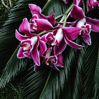 Purple Flowers on Green Leaves Full HD