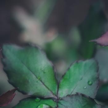 Botany Full HD