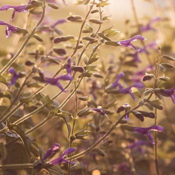 Green Plant With Purple Flowers Full HD