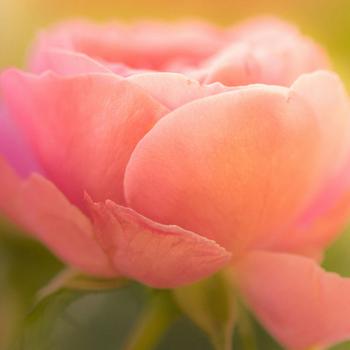 Natural Environment Full HD