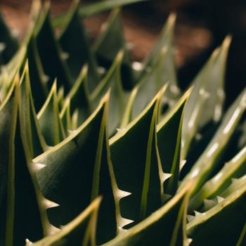 Green Plant in Macro Lens Full HD