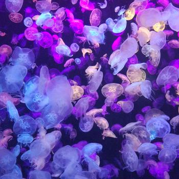 Purple and White Jelly Fish Full HD