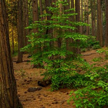 Green Trees and Plants During Daytime Full HD