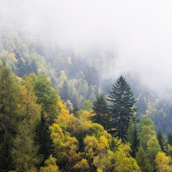 Green Trees on Mountain During Daytime Full HD