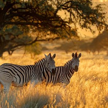 Plains Zebras Sunrise Mokala National Park Sou..