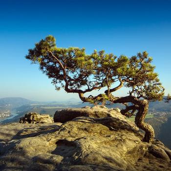 Elbe Sandstone Mountains Pine HD Landscape