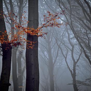 Forest with fog