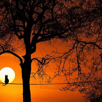 Golden Sky