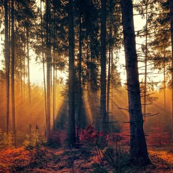 Forest Fog Sunlight