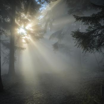Sunbeams Forest Fog