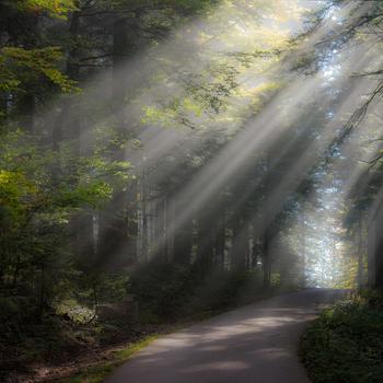 Sunlight With Fog